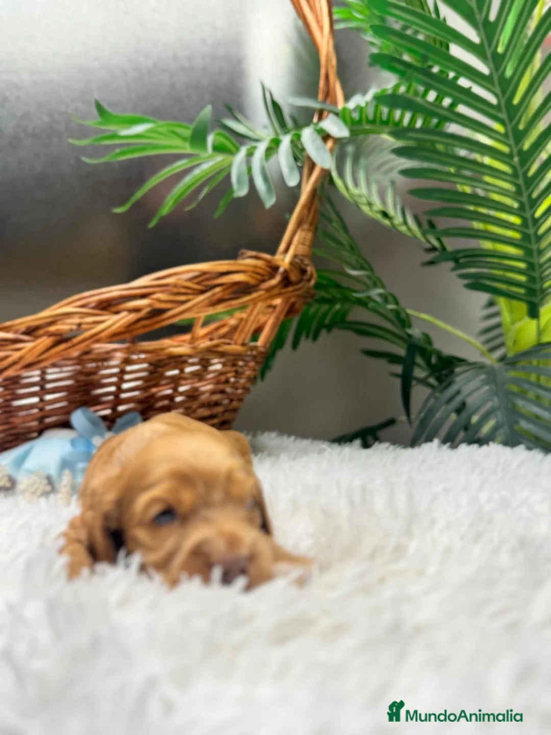 Cocker Spaniel Inglés perros en venta: COCKER SPANIEL INGLES - Anuncio 8