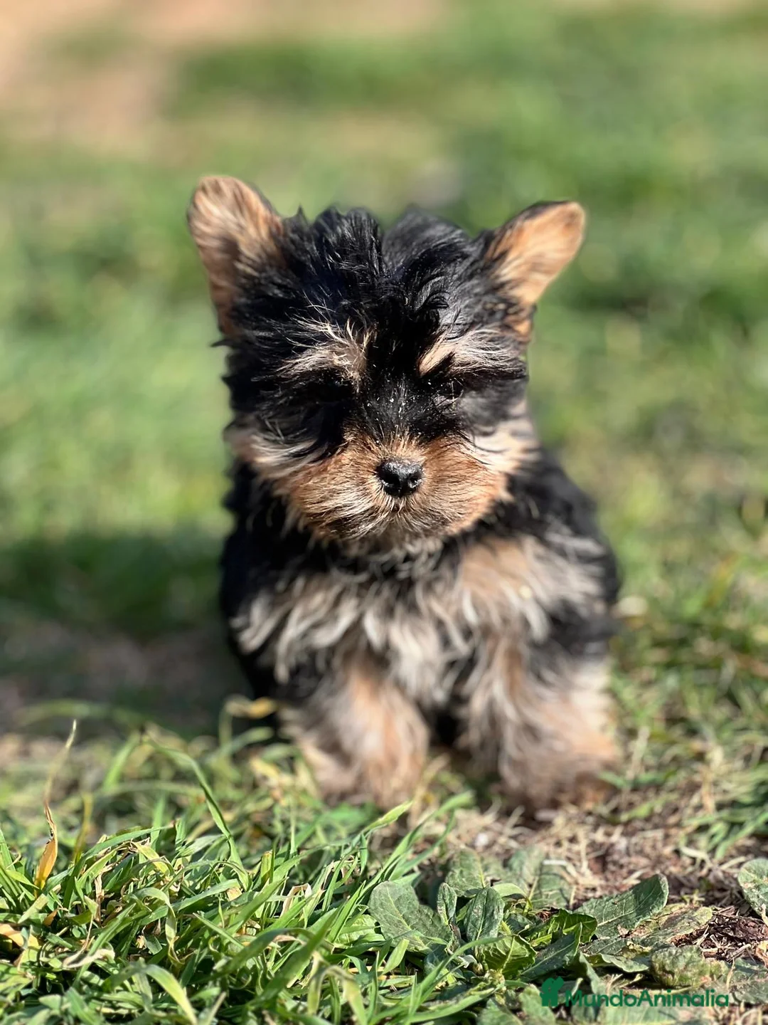 Yorkshire Terrier perros en venta: YORKSHIRE HEMBRA DISPONIBLE en Barcelona - Anuncio 3