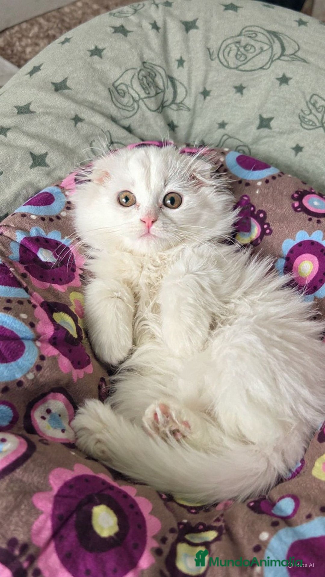 Británico de Pelo Largo gatos en venta: British longhair - Anuncio 1