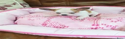 Chihuahua perros en venta: CHIHUAHUA TOY  - Anuncio 8