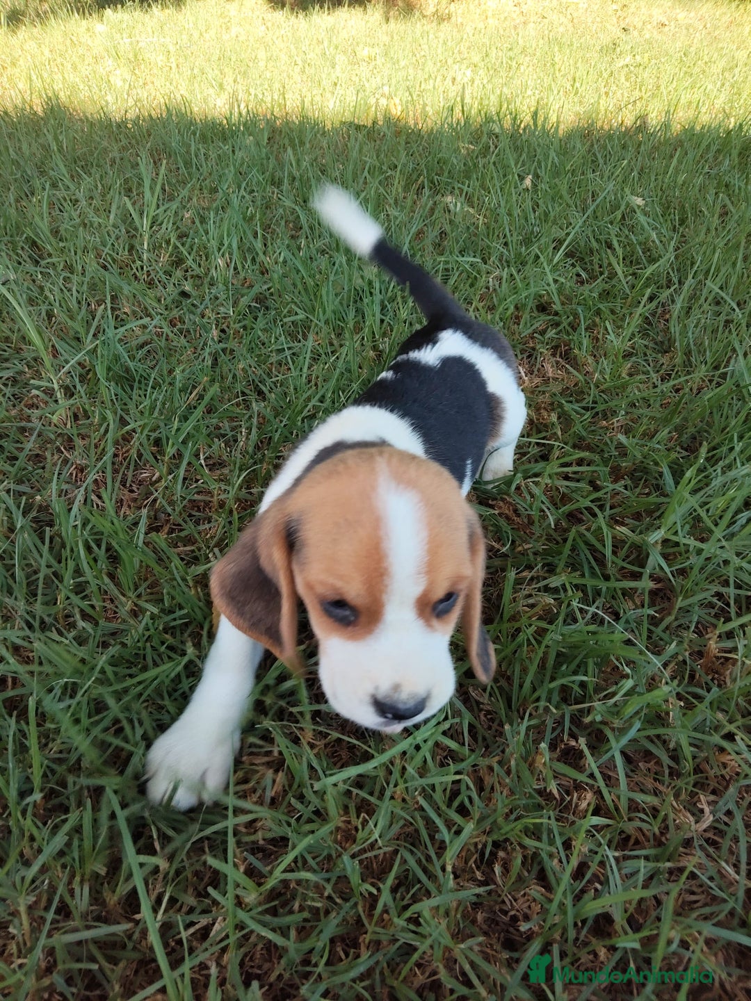 Beagle perros en venta: Preciosa camada de Beagle  - Imagen 8