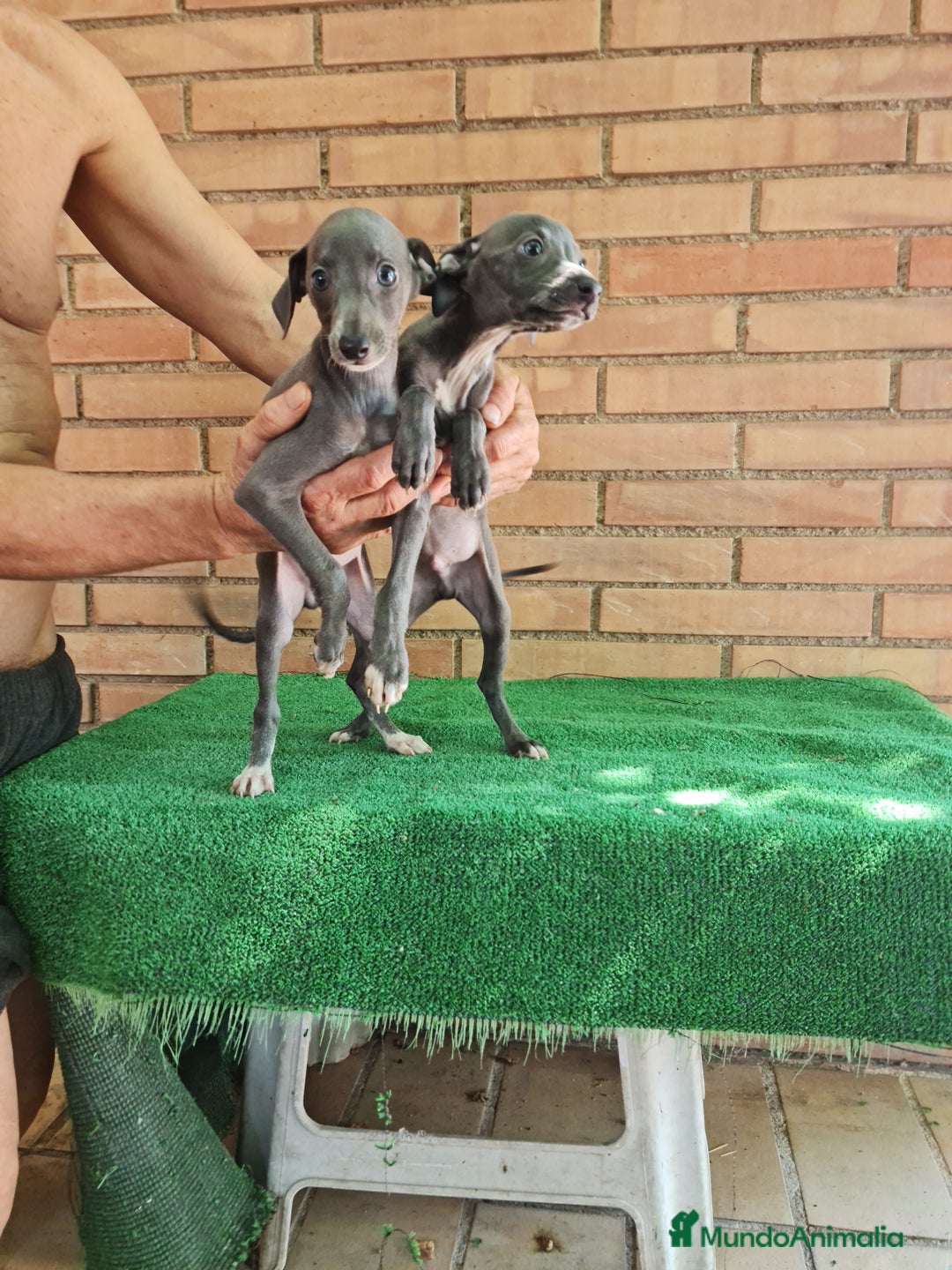 Raza Mixta perros en venta: Picolo italiano - Imagen 7