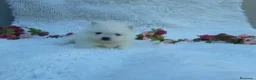 Pomerania perros en venta: PRECIOSO CACHORITO DE POMERANIA TOY    - Anuncio 4