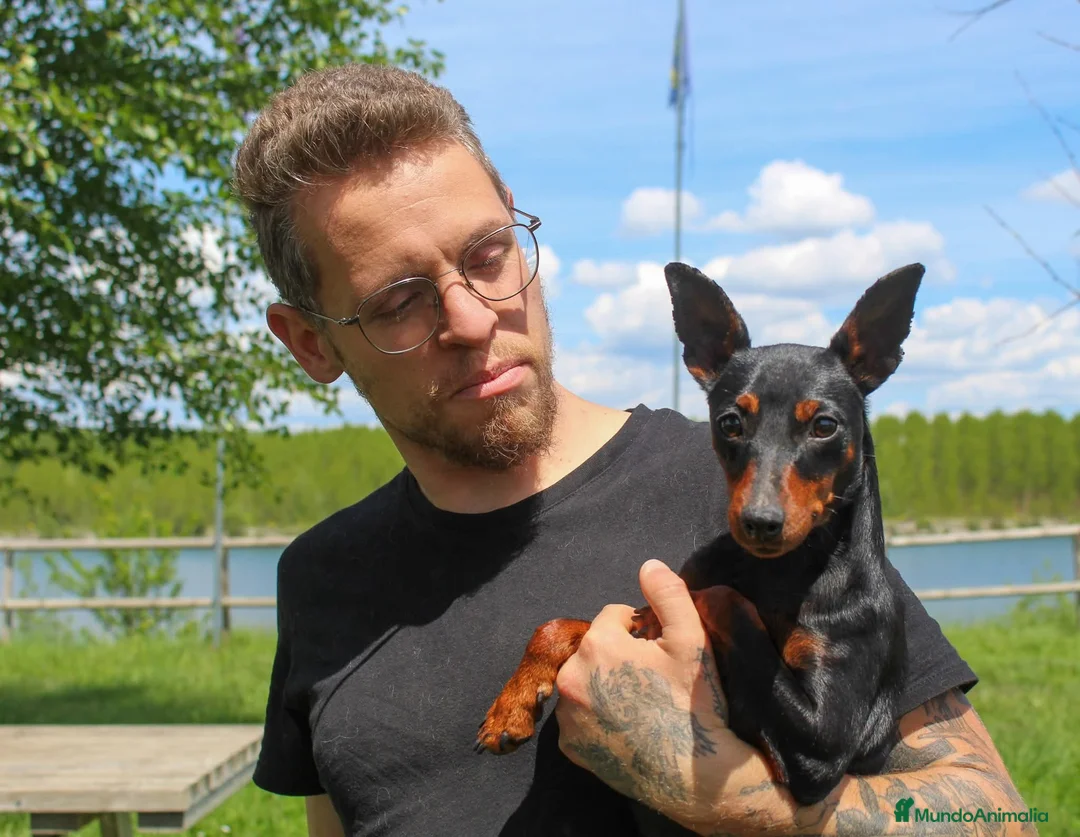 Pinscher Miniatura perros en venta: Pinscher miniatura disponibles  - Anuncio 3