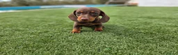 Teckel perros en venta: TECKEL MINI & KANNINCHEN - Anuncio 4
