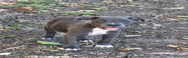 Staffordshire Bull Terrier 1