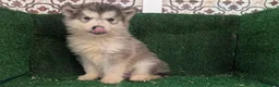 Alaskan Malamute perros en venta: Alaskan malamuten - Anuncio 5