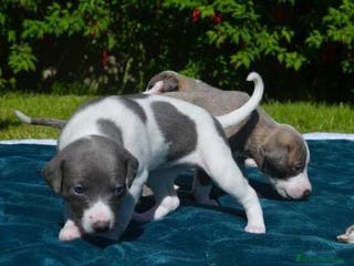 Whippet perros WHIPPET DE CATEGORÍA ~~~~ en Badajoz - Anuncio 4