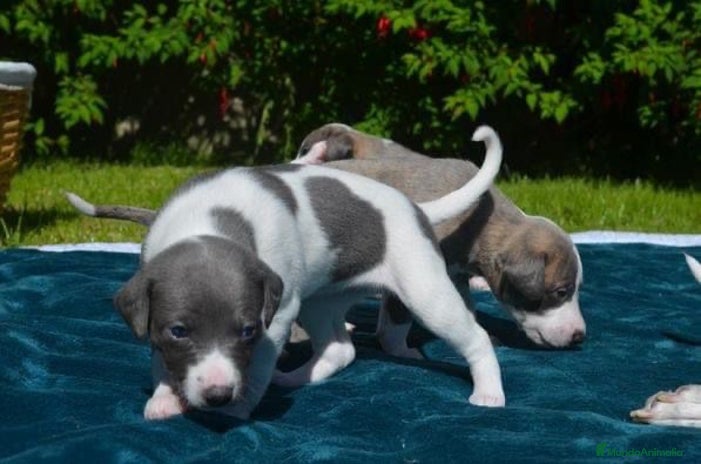 Whippet perros en Badajoz - Anuncio 1
