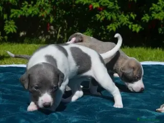 Whippet perros WHIPPET DE CATEGORÍA ~~~~ en Badajoz - Anuncio 8