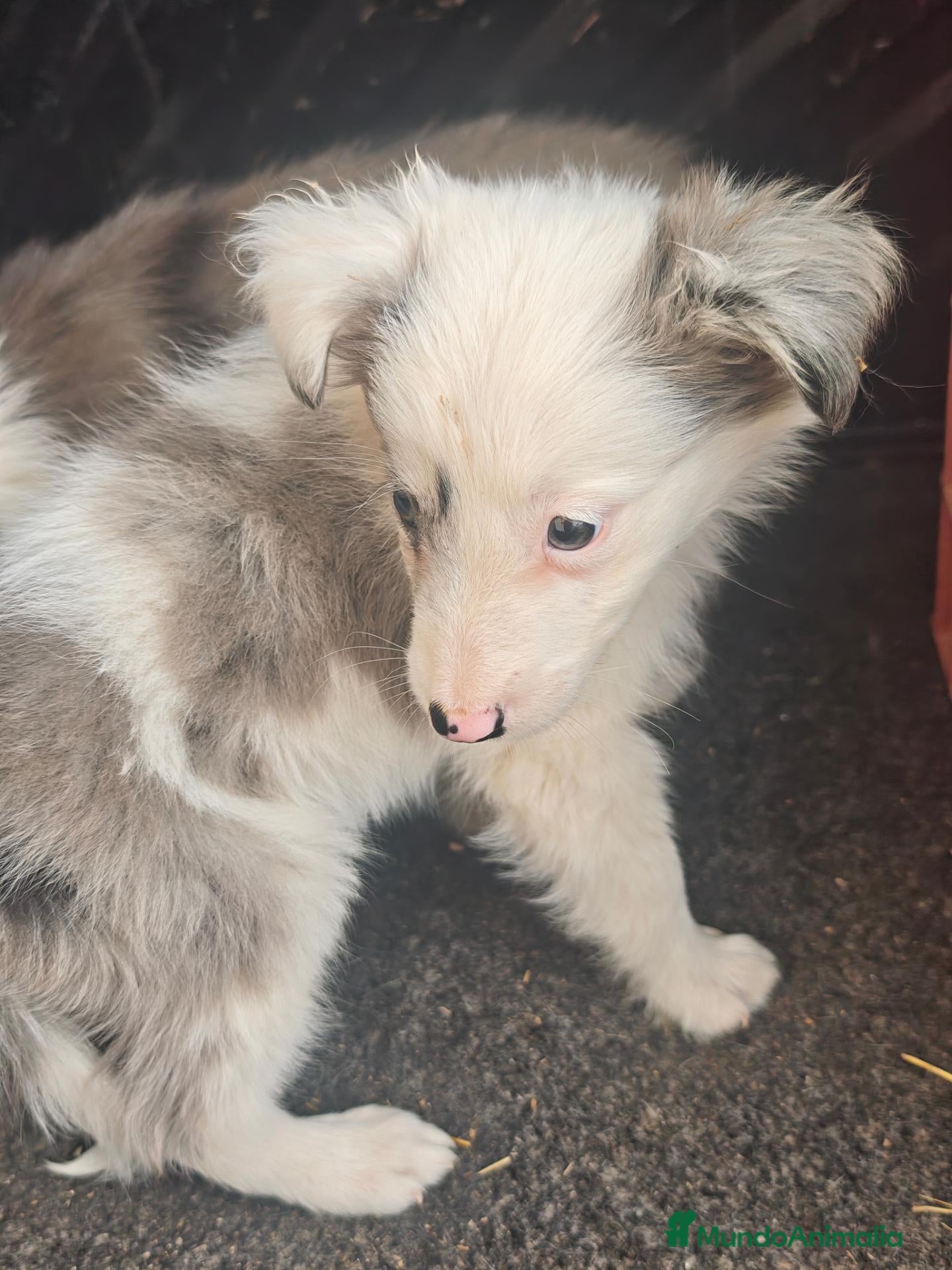 Border Collie perros Preciosos border collie - Anuncio 1