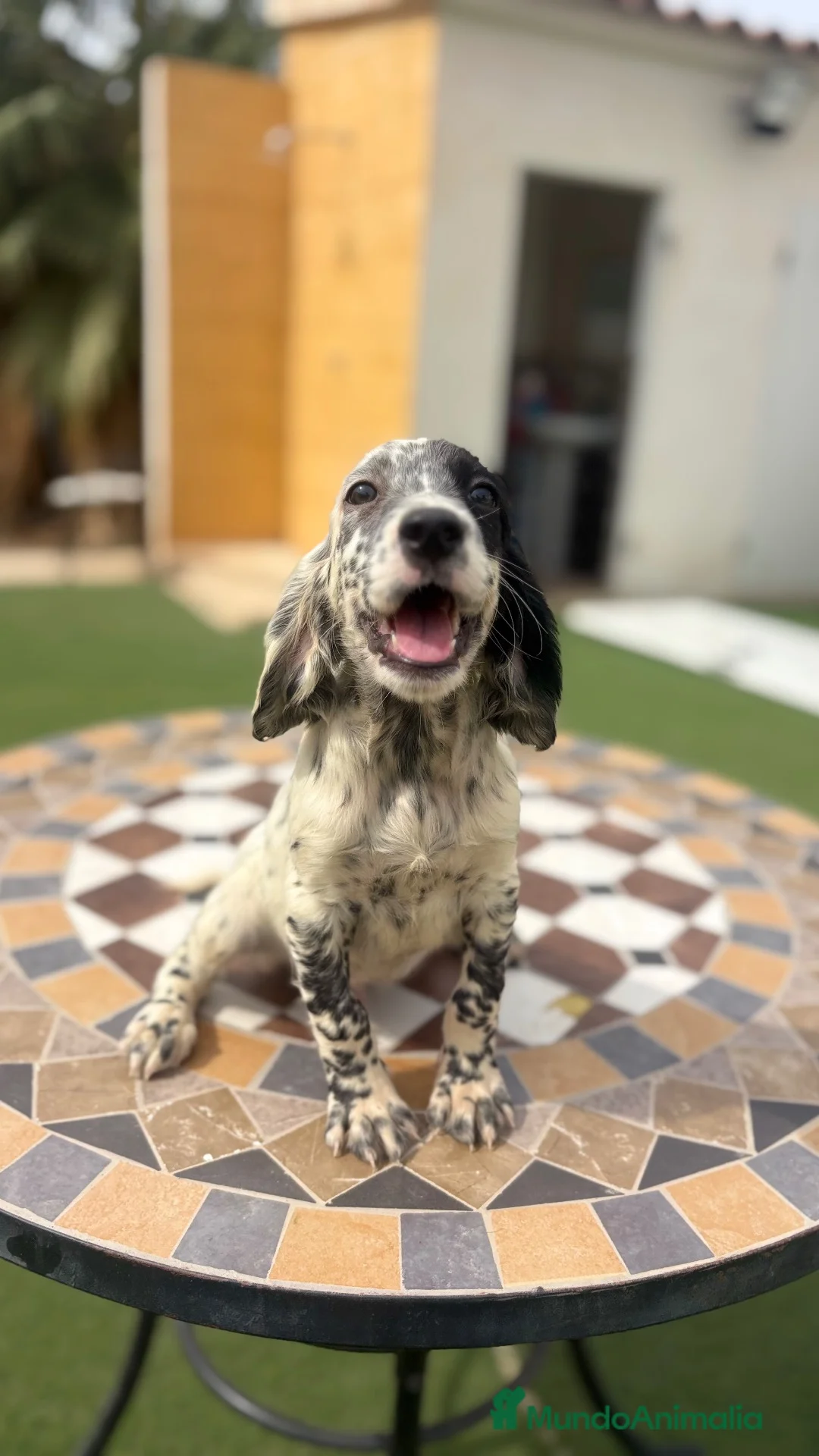 Setter Inglés perros en venta: SETTER INGLES - Anuncio 3