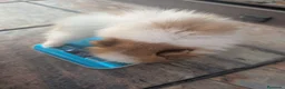 Pomerania perros en venta: Pomerania cariñosa - Anuncio 4