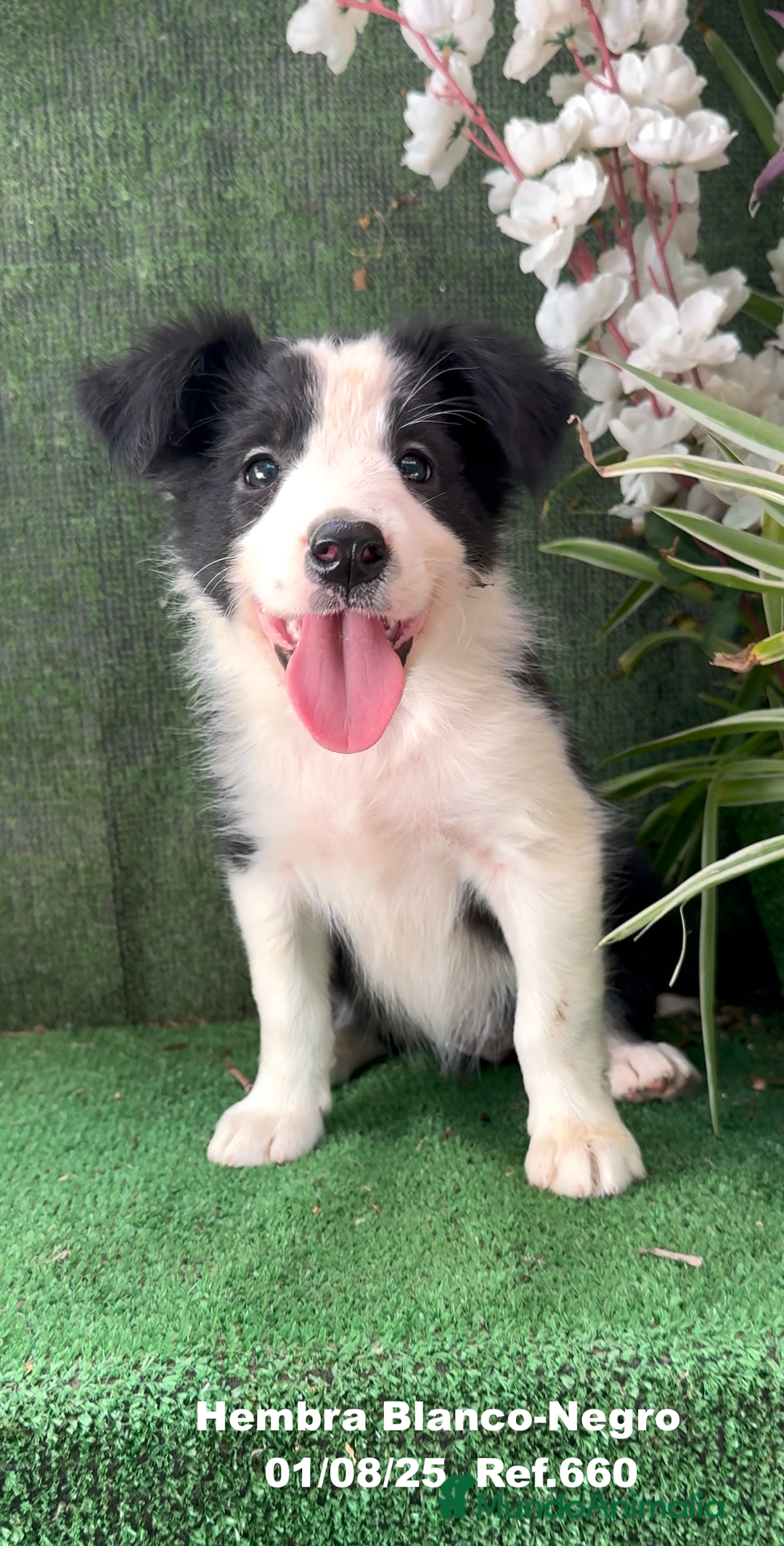 Border Collie perros en venta: Border Collie hembra - Imagen 4