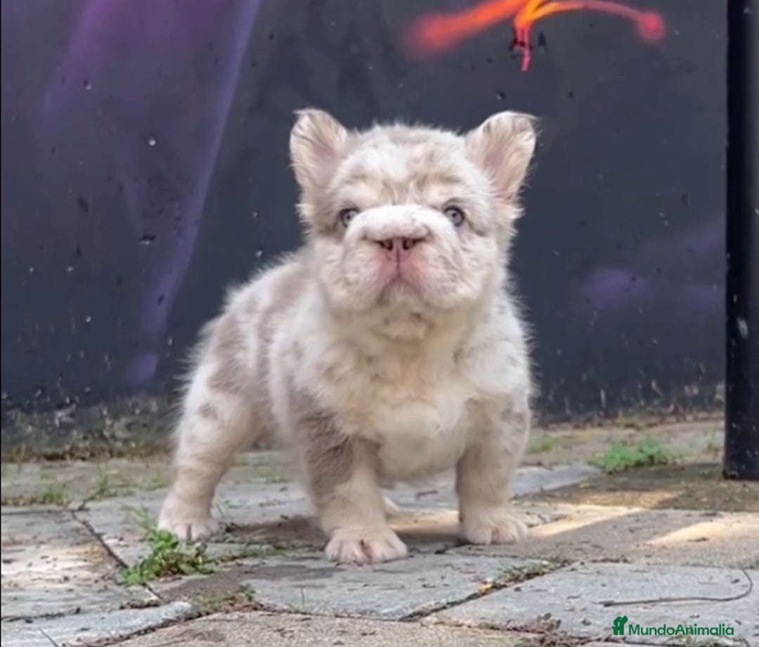 Bulldog Francés perros en venta: Exóticos bulldog francés !  - Anuncio 4