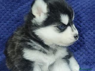 Pomsky perros POMSKY - Anuncio 9