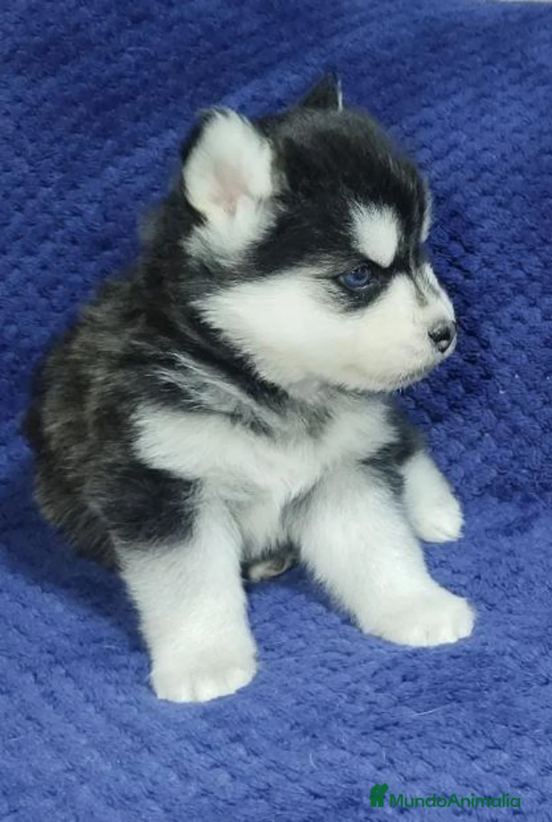 Pomsky perros en venta: POMSKY - Anuncio 1