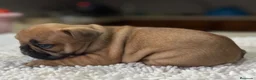 Bulldog Francés perros en venta: Cachorros de bulldog francés  - Anuncio 2