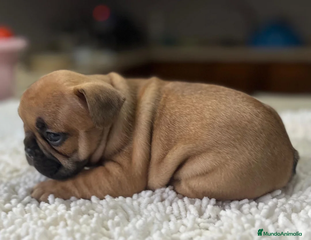 Bulldog Francés perros en venta: Cachorros de bulldog francés  - Anuncio 2