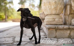 Pequeño Lebrel Italiano perros en venta: camada de piccolo lebrel italiano  - Imagen 9
