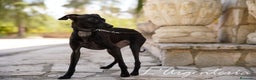 Pequeño Lebrel Italiano perros en venta: camada de piccolo lebrel italiano  - Anuncio 9