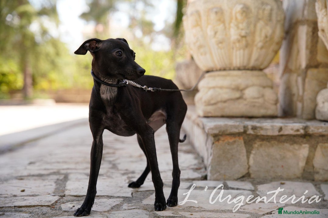 Pequeño Lebrel Italiano perros en venta: camada de piccolo lebrel italiano  - Imagen 9