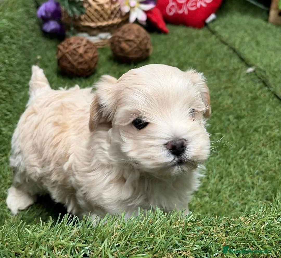 Maltipoo perros en venta: Maltipoo Macho disponible  - Anuncio 3
