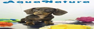 Teckel Miniatura 