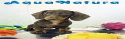 Teckel Miniatura perros en venta: Teckel Hembra DCD 4870 AQUANATURA - Anuncio 8