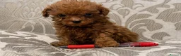 Caniche Toy perros en venta: caniche toy en La Coruña - Anuncio 2