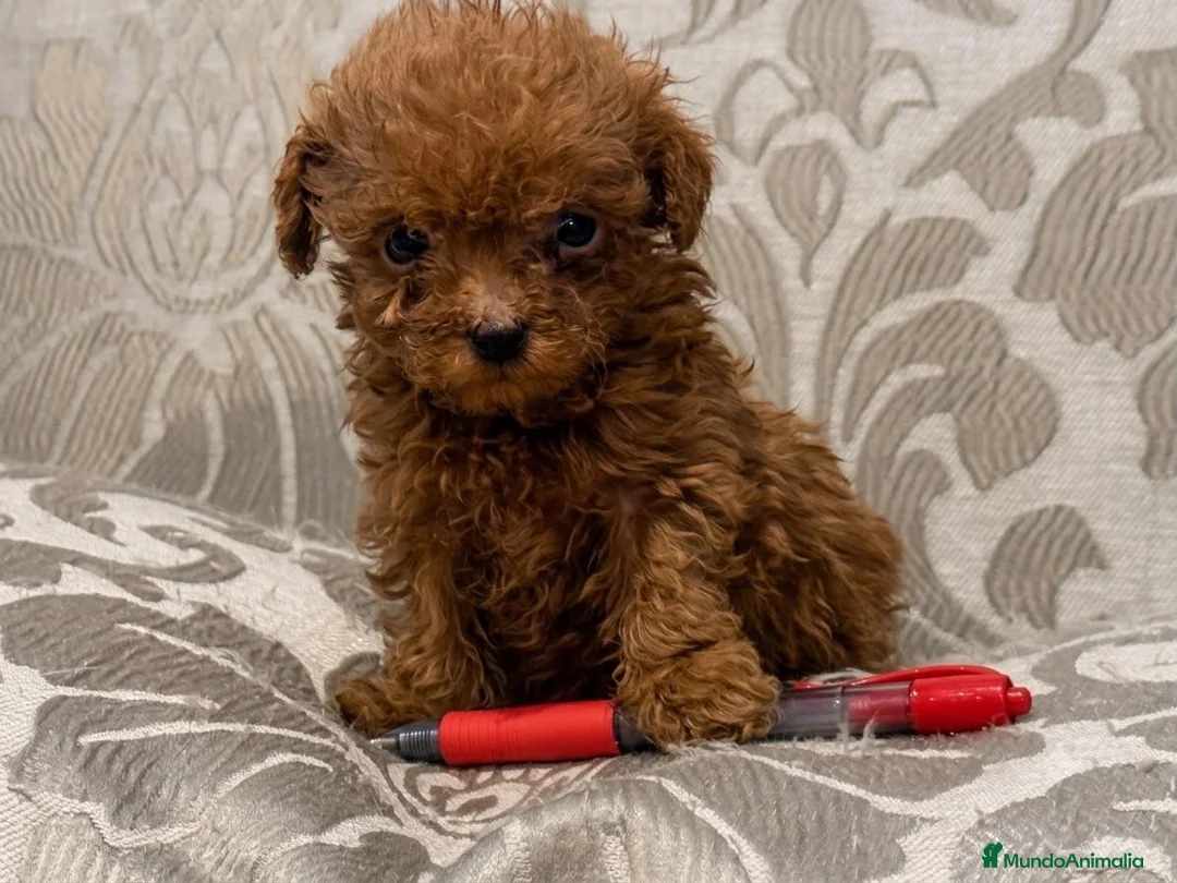 Caniche Toy perros en venta: caniche toy en La Coruña - Anuncio 2