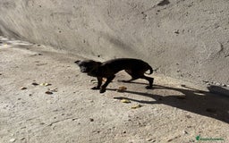 Pequeño Lebrel Italiano perros en venta: Pequeño lebrel italiano piccolo - Anuncio 22