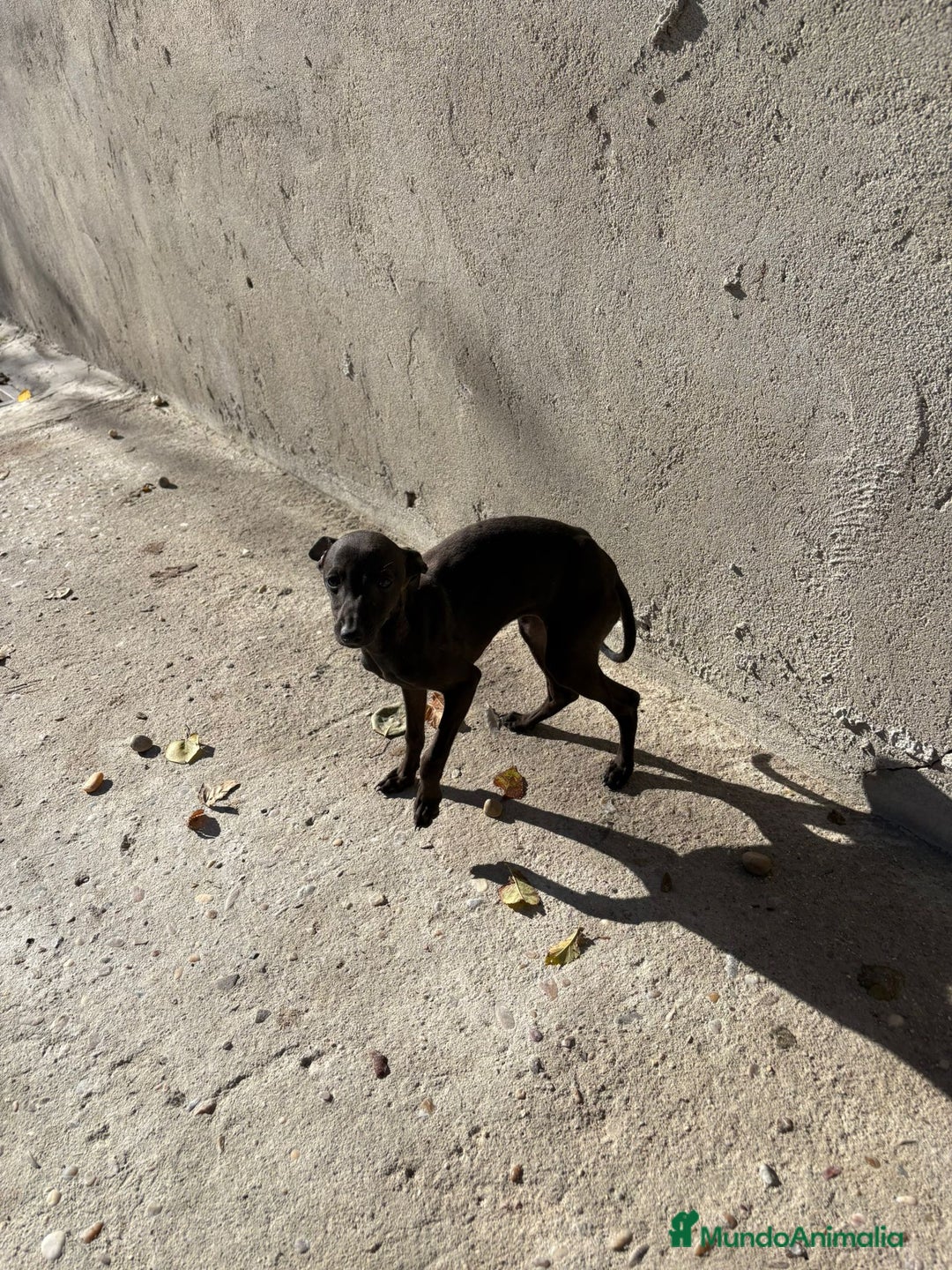 Pequeño Lebrel Italiano perros en venta: Pequeño lebrel italiano piccolo - Anuncio 22