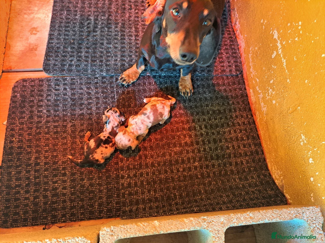 Teckel Miniatura perros en venta: Teckel miniatura - Anuncio 1