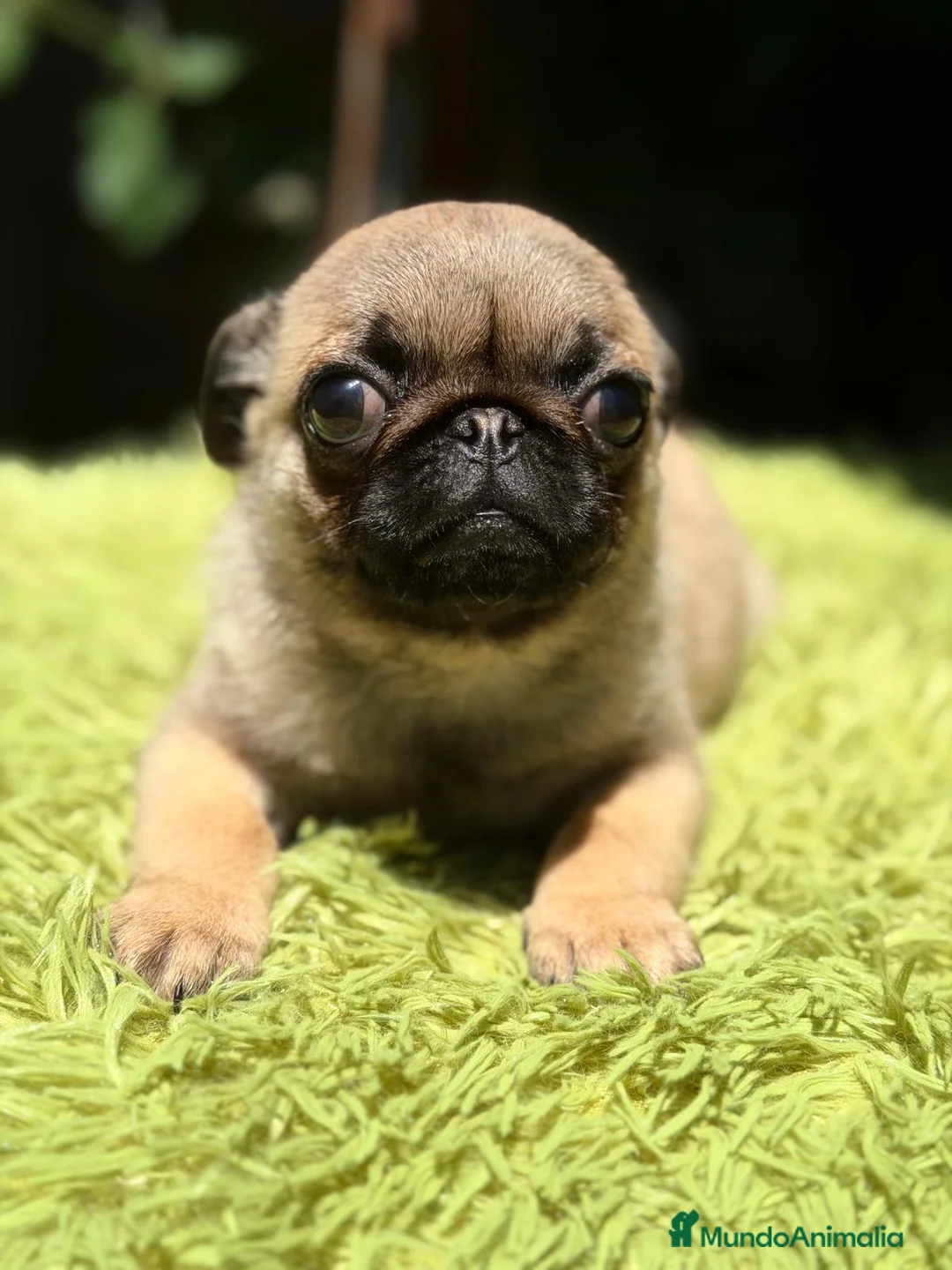Carlino - Pug perros en venta: CARLINO BEACH - Anuncio 1