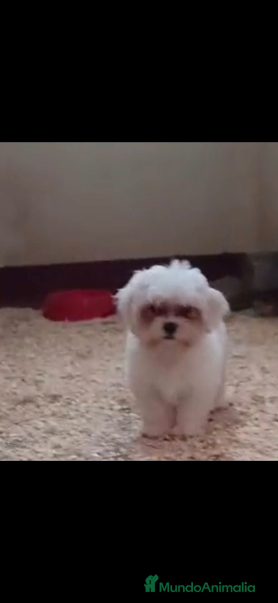 Bichón Maltés perros Bichon maltés coreanos 604370339 Benidorm  - Anuncio 1