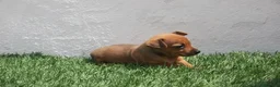 Raza Mixta perros en venta: Minijack - Anuncio 21