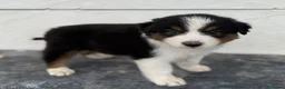 Pastor Australiano perros en venta:  Bahia de Txingudi Pastor Australiano  - Anuncio 24