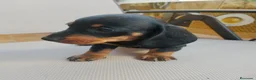 Teckel Miniatura perros en venta: Teckel Miniatura - Anuncio 6