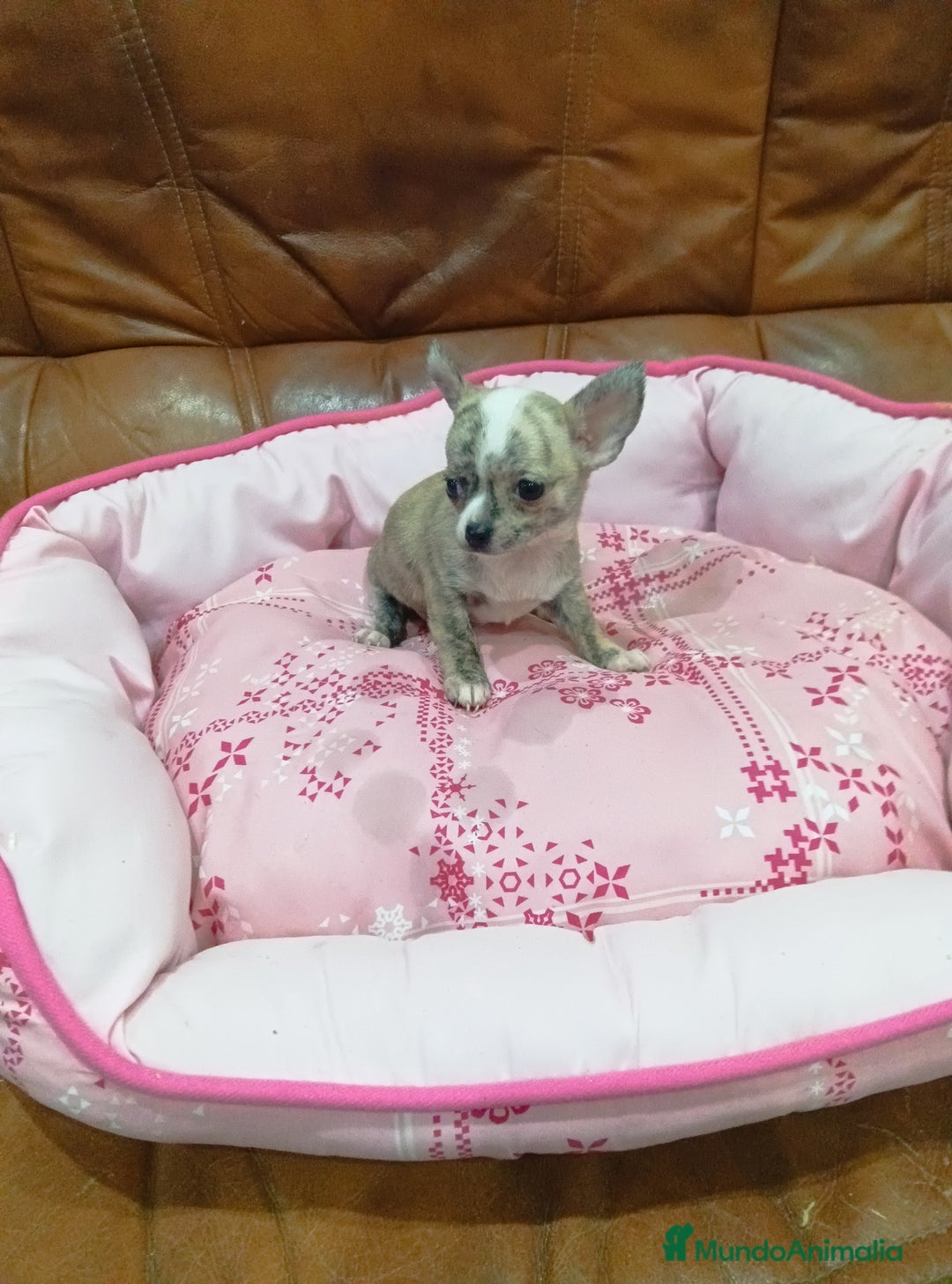 Chihuahua perros en venta: Chihuahua toy  - Anuncio 8