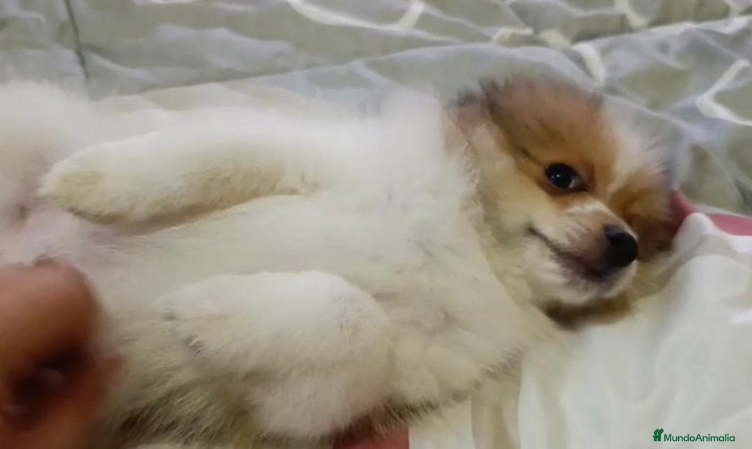 Pomerania perros en venta: Lulu pomerania toy - Imagen 11