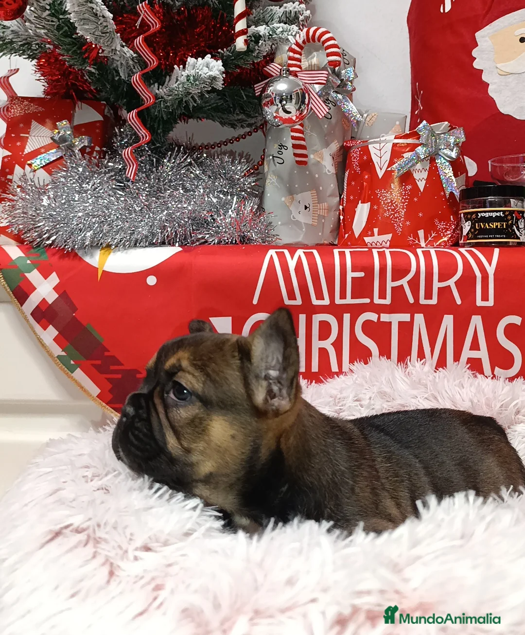 Bulldog Francés perros en venta: Bulldog francés  - Anuncio 6