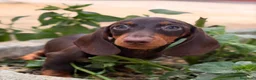 Teckel Miniatura perros en venta: TECKEL OJOS AZULES ARLEQUIN - Anuncio 4