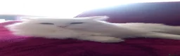Persa gatos en venta: Gatos persas  - Anuncio 4