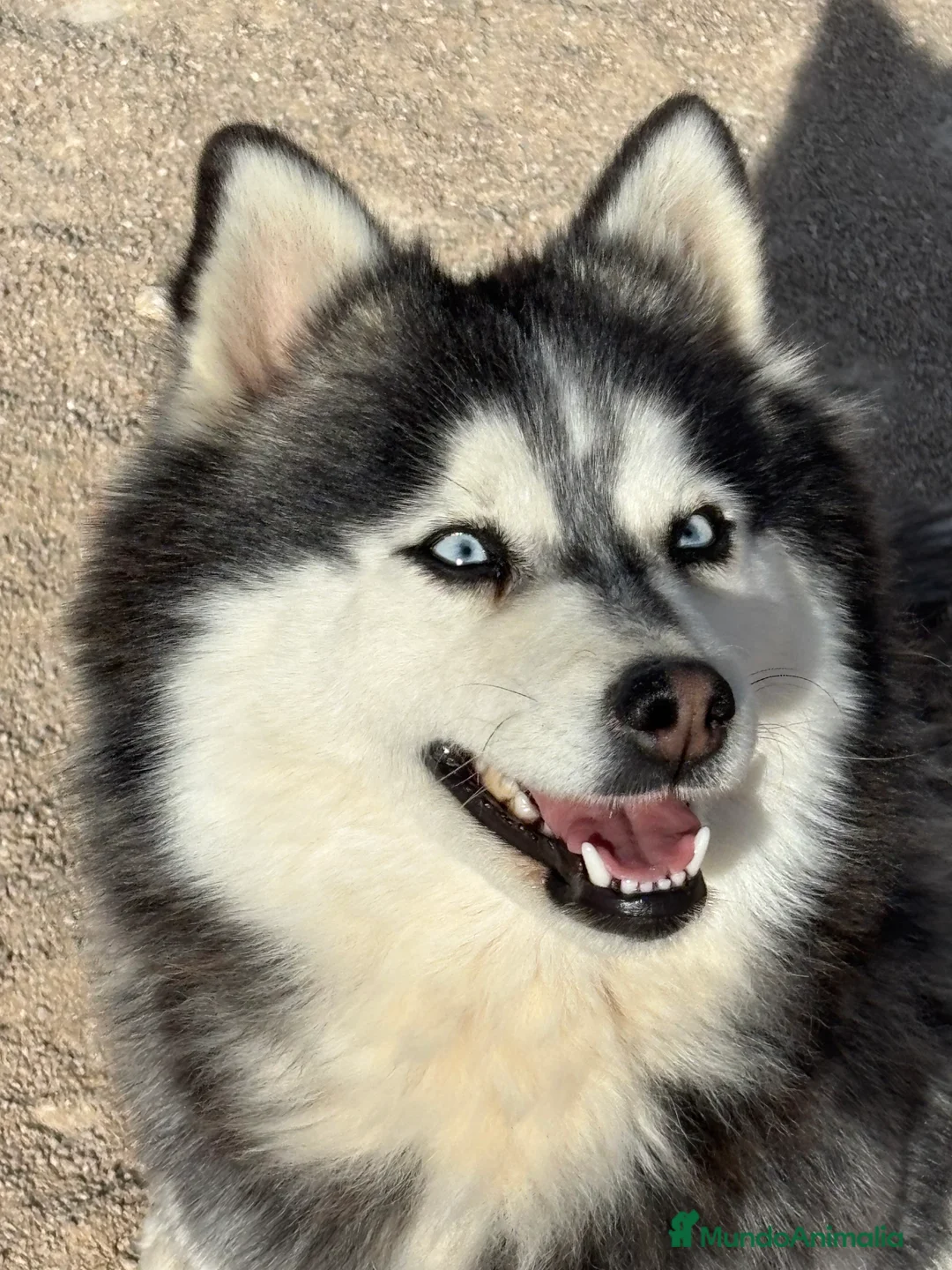 Pomsky perros en venta: Hembra pomsky - Anuncio 2