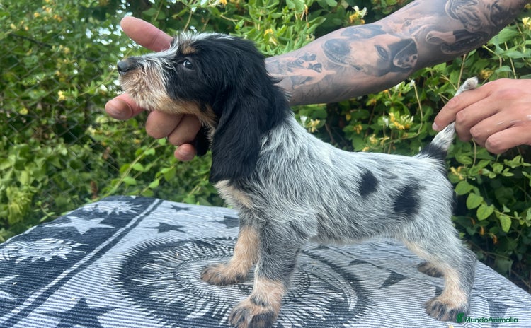 Grifón Azul de Gascuña perros - Propaganda 1