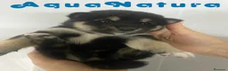 Shiba Inu perros en venta: Shiba Inu Hembra 1 de Marsi y Simbad AQUANATURA - Anuncio 3