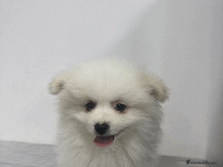 Pomerania perros en Madrid - Anuncio 35