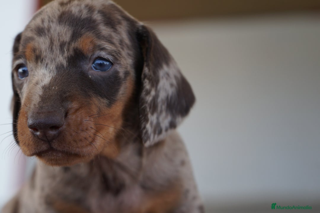 Teckel Miniatura perros en venta: 🐾 Kodat, Byron, Curry y Florentina – Teckel 🐾 - Imagen 8