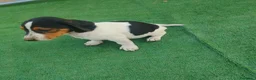 Jack Russell Terrier perros en venta: Cachorros Jack Rasel  - Anuncio 2